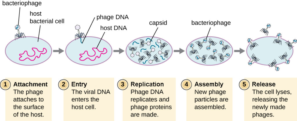 This figure outlines the stages of the lytic cycle. Step 1 is attachment when the phage attaches to the surface of the host. The bacteriophage is shown sitting on the surface of the bacterial host cell. Step 2 is penetration when the viral DNA enters the host cell. The image shows DNA from within the virus being injected into the host DNA. Step 3 is biosynthesis when the phage DNA replicates and the phage proteins are made. The image shows various pieces of virus being built within the cell. Step 4 is maturation when the new phage particles are assembled. This shows the viral components being put together in the cell. The fifth step is lysis when the cell lyses and the newly made phages are released. This shows the cell bursting and built viruses being released.