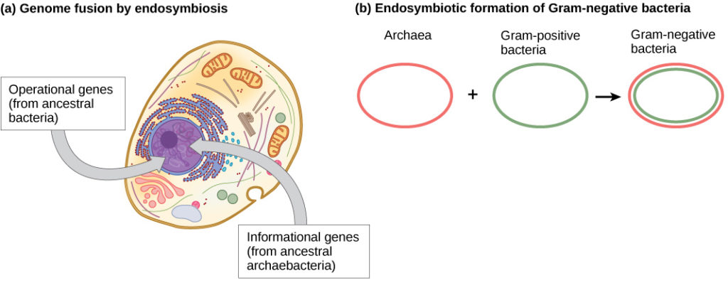 Part A shows a eukaryotic cell. The illustration indicates that, within the nucleus, operational genes were inherited from an ancestral Eubacteria, and informational genes were inherited from an ancestral Archaebacteria. Part B indicates that the outer membrane of Gram-negative bacteria is derived from Archaea, and the inner membrane is derived from Gram-positive bacteria.