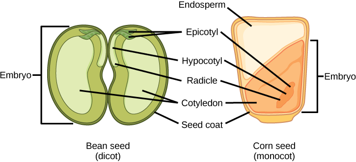 12.16: Development Seeds And Fruit - Biology LibreTexts