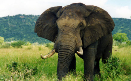 A photo of an elephant