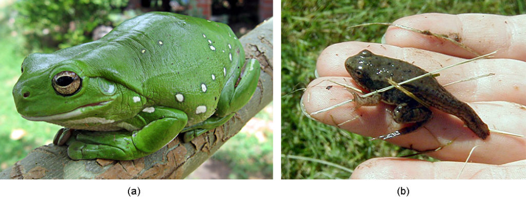 Part a shows a big, bright green frog sitting on a branch. Part b shows a frog with a long tail from the tadpole stage.
