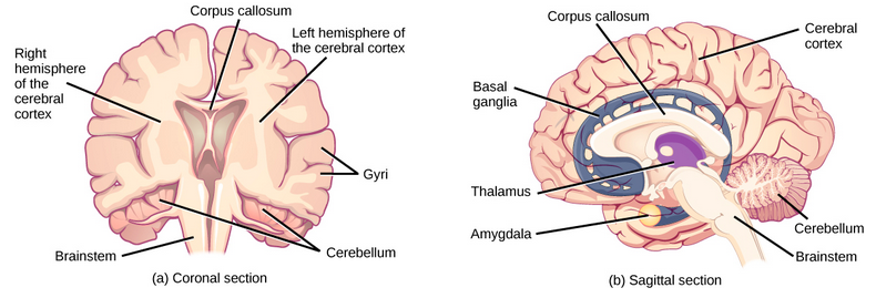 Part a shows coronal (front) and sagittal (side) sections of a human brain. In the coronal section, the large upper part of the brain, called the cerebral cortex, is divided into left and right hemispheres. A cavity resembling butterfly wings exists between the left and right cortex. The corpus callosum is a band that connects the two hemispheres together, just above this cavity. The surface of the cerebral cortex contains bumpy protrusions called gyri. The cerebral cortex is anchored by the brain stem, which connects with the spinal cord. On either side of the brainstem tucked beneath the cerebral cortex is the cerebellum. The surface of the cerebellum is bumpy, but not as bumpy as the cerebral cortex. The sagittal section reveals that the cerebral cortex makes up the front and top part of the brain, while the brainstem and cerebellum make up the lower back part. The oval thalamus sits in the cavity in the middle of the cerebral cortex. The corpus callosum wraps around the top part thalamus. The basal ganglia wraps around the corpus callosum, starting at the lower front part of the brain and continuing three-quarters of the way around so the back end almost meets the front end. The basal ganglia is separated into segments that are connected along the top and bottom. The amygdala is a spherical structure at the end of the basal ganglia.