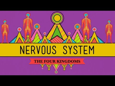 Thumbnail for the embedded element "The Nervous System - CrashCourse Biology #26"