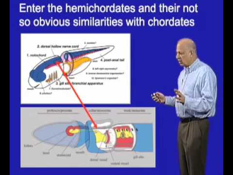 Thumbnail for the embedded element "Marc Kirschner (Harvard U) Part 1: The Origin of the Vertebrate Nervous System"