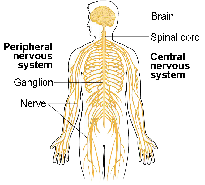 The central nervous system includes the brain and the spinal cord. The peripheral nervous system includes nerves and ganglion.