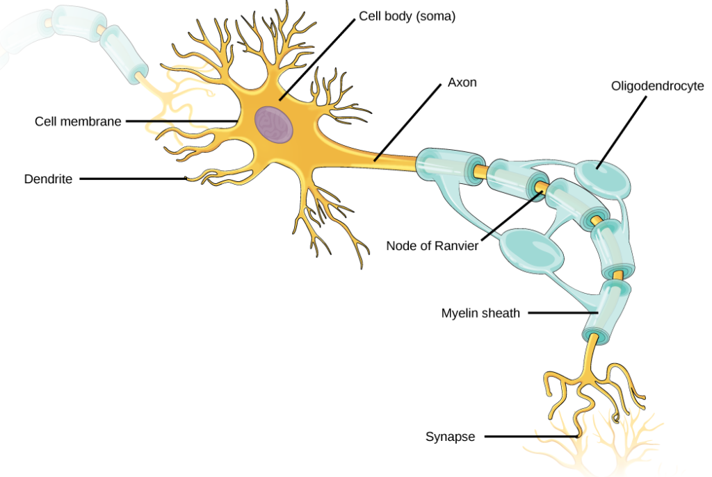 Illustration shows a neuron. The main part of the cell body, called the soma, contains the nucleus. Branch-like dendrites project from three sides of the soma. A long, thin axon projects from the fourth side. The axon branches at the end. The tip of the axon is in close proximity to dendrites of an adjacent nerve cell. The narrow space between the axon and dendrites is called the synapse. Cells called oligodendrocytes are located next to the axon. Projections from the oligodendrocytes wrap around the axon, forming a myelin sheath. The myelin sheath is not continuous, and gaps where the axon is exposed are called nodes of Ranvier.