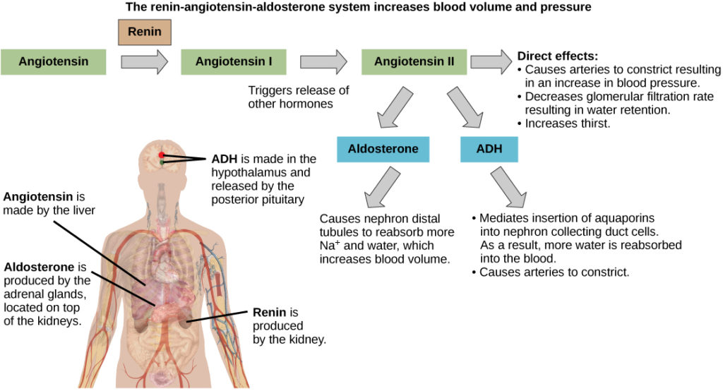 The Renin-angiotensin-aldosterone pathway involves four hormones: renin, which is made in the kidney, angiotensin, which is made in the liver, aldosterone, which is made in the adrenal glands, and ADH, which is made in the hypothalamus and secreted by the posterior pituitary. The adrenal glands are located on top of the kidneys, and the hypothalamus and pituitary are in the brain. The pathway begins when renin converts angiotensin into angiotensin I. Angiotensin I is the converted into angiotensin II. Angiotensin II has several direct effects. These include arterial constriction, which increases blood pressure, decreasing the glomerular filtration rate, which results in water retention, and increasing thirst. Angiotensin II also triggers the release of two other hormones, aldosterone and ADH. Aldosterone causes nephron distal tubules to reabsorb more sodium and water, which increases blood volume. ADH moderates the insertion of aquaporins into the nephridial collecting ducts. As a result, more water is reabsorbed by the blood. ADH also causes arteries to constrict.