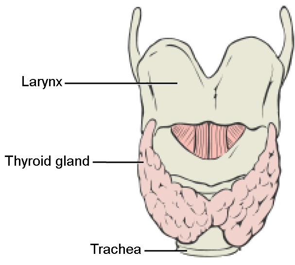 The thyroid is located in the neck beneath the larynx and in front of the trachea. It consists of right and left lobes and a narrow central region called the isthmus of thyroid. Above the isthmus of thyroid is the pyramidal lobe.