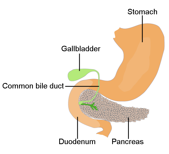The pancreas is a grainy, teardrop-shaped organ tucked between the stomach and intestine.