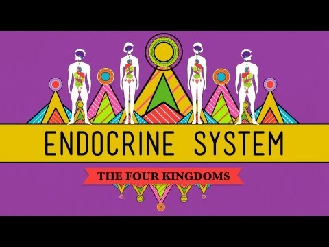 Thumbnail for the embedded element "Great Glands - Your Endocrine System: CrashCourse Biology #33"