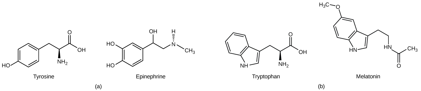 Part A shows the amino acid tyrosine on the left and epinephrine on the right. Epinephrine is similar in structure to tyrosine, with minor modifications. Part B shows the amino acid tryptophan on the left and the structurally similar melatonin on the right.