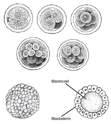 Part A illustration shows a fertilized egg divided into two, four, eight, sixteen and thirty-two cells. Part B shows a hollow ball of cells. The cells on the surface are called the blastoderm, and the hollow center is called the blastocoel.Part B shows a hollow ball of cells. The cells on the surface are called the blastoderm, and the hollow center is called the blastocoel.