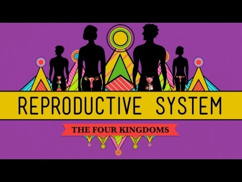 Thumbnail for the embedded element "The Reproductive System: How Gonads Go - CrashCourse Biology #34"