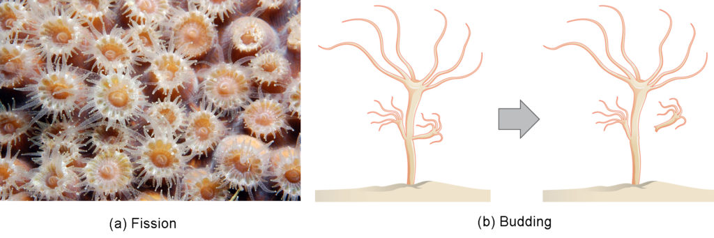 Image A shows many coral polyps clustered together. Each Polyp is cup-shaped, with tentacles radiating out from the rim. Illustration B shows a hydra, which has a stalk-like body with tentacles growing out the top. A smaller hydra is budding from the side of the stalk.