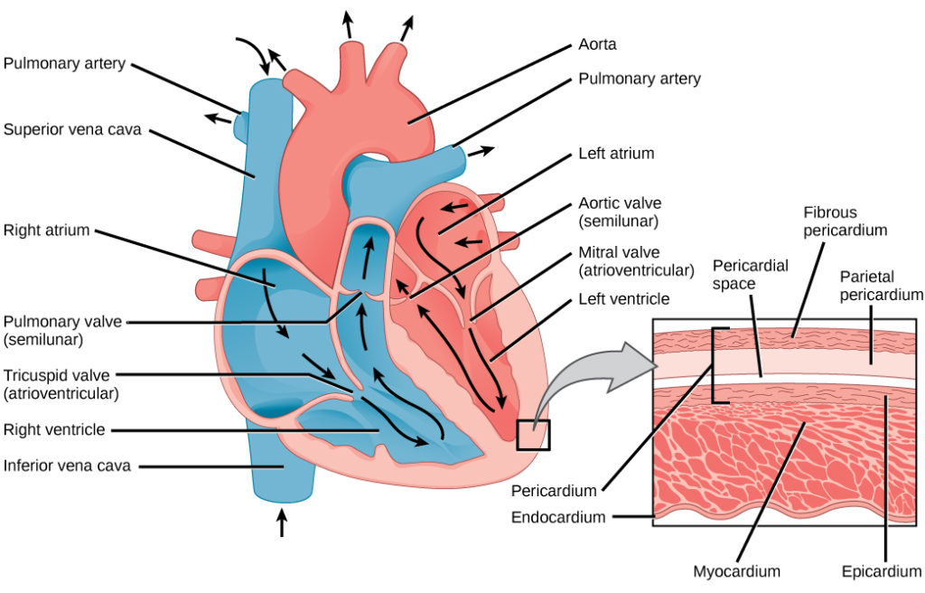 This illustration shows the parts of the heart. Blood enters the right atrium through an upper, superior vena cava and a lower, inferior vena cava. From the right atrium, blood flows through the funnel-shaped tricuspid valve into the right ventricle. Blood then travels up and through the pulmonary valve into the pulmonary artery. Blood re-enters the heart through the pulmonary veins, and travels down from the left atrium, through the mitral valve, into the right ventricle. Blood then travels up through the aortic valve, into the aorta. The tricuspid and mitral valves are atrioventricular and funnel-shaped. The pulmonary and aortic valves are semilunar and slightly curved. An inset shows a cross section of the heart. The myocardium is the thick muscle layer. The inside of the heart is protected by the endocardium, and the outside is protected by the pericardium.