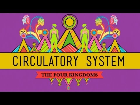 Thumbnail for the embedded element "Circulatory & Respiratory Systems - CrashCourse Biology #27"