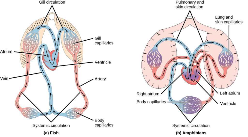 Illustration A shows the circulatory system of fish, which have a two-chambered heart with one atrium and one ventricle. Blood in systemic circulation flows from the body into the atrium, then into the ventricle. Blood exiting the heart enters gill circulation, where gases are exchanged by gill capillaries. From the gills blood re-enters systemic circulation, where gases in the body are exchanged by body capillaries. Illustration B shows the circulatory system of amphibians, which have a three-chambered heart with two atriums and one ventricle. Blood in systemic circulation enters the heart, flows into the right atrium, then into the ventricle. Blood leaving the ventricle enters pulmonary and skin circulation. Capillaries in the lung and skin exchange gases, oxygenating the blood. From the lungs and skin blood re-enters the heart through the left atrium. Blood flows into the ventricle, where it mixes with blood from systemic circulation. Blood leaves the ventricle and enters systemic circulation.