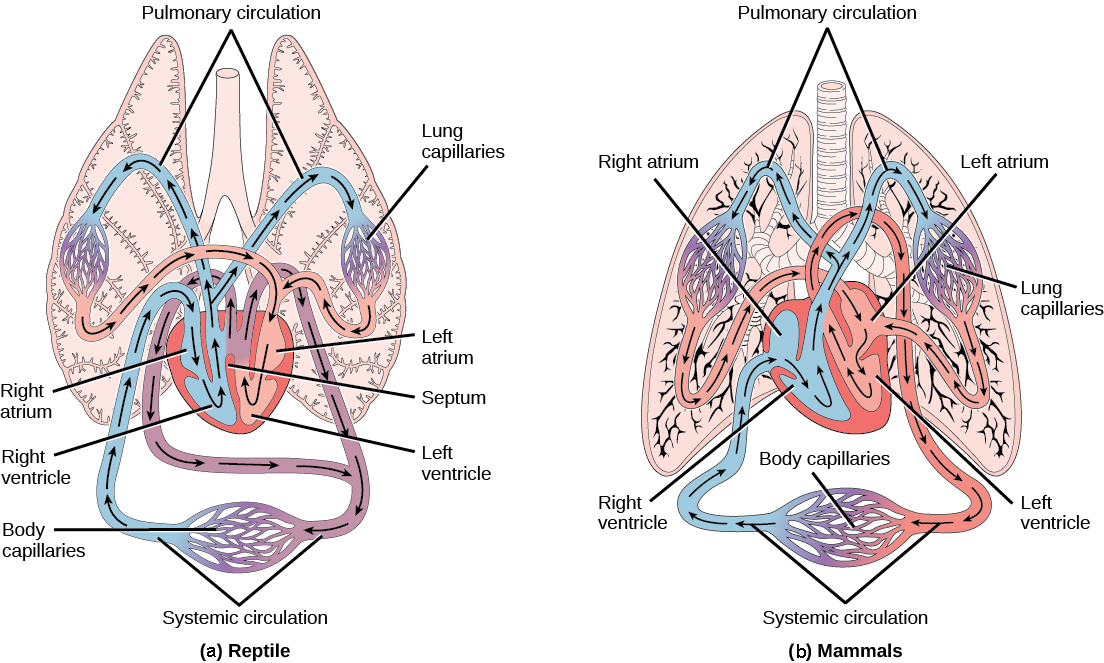 Illustration A shows the circulatory system of reptiles, which have a four-chambered heart. The right and left ventricle are separated by a septum, but there is no septum separating the right and left atrium, so there is some mixing of blood between these two chambers. Blood from systemic circulation enters the right atrium, then flows from the right ventricle and enters pulmonary circulation, where blood is oxygenated in the lungs. From the lungs blood travels back into the heart through the left atrium. Because the left and right atrium are not separated, some mixing of oxygenated and deoxygenated blood occurs. Blood is pumped into the left ventricle, then into the body. Illustration B shows the circulatory system of mammals, which have a four-chambered heart. Circulation is similar to that of reptiles, but the four chambers are completely separate from one another, which improves efficiency.