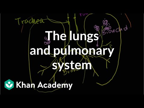 Thumbnail for the embedded element "The lungs and pulmonary system | Health & Medicine | Khan Academy"