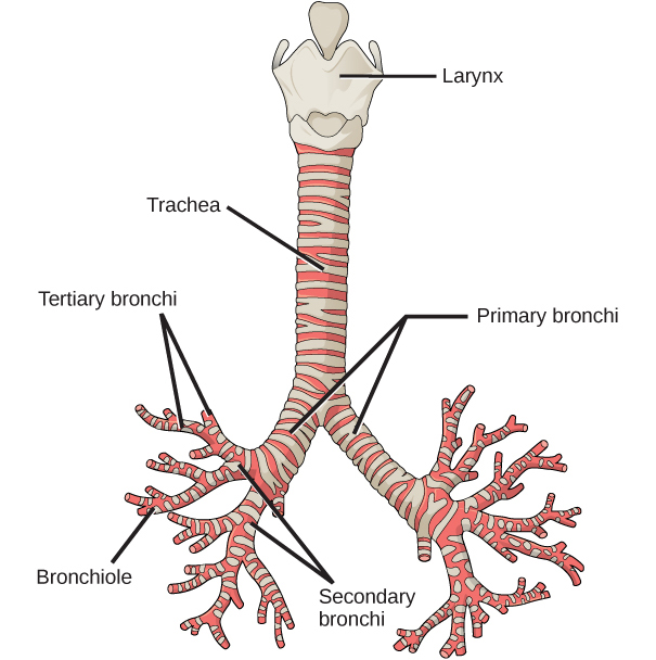 The illustration shows the trachea, or windpipe. The larynx is a wide collar at the top of the trachea. At the bottom, the trachea bifurcates into smaller tubes, called primary bronchi, which enter the right and left lungs. Inside the lungs, the bronchi branch into primary and secondary bronchi, then into bronchioles.