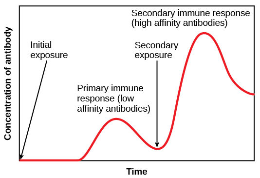 Bar graph plots antibody concentration versus primary and secondary immune response. During the primary immune response, a low concentration of antibody is produced. During the secondary immune response, about three times as much antibody is produced.