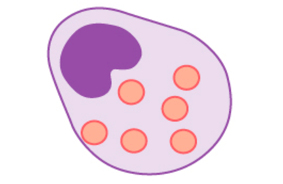 Mast cells are irregular in shape and have a horseshoe-shaped nucleus. They are sparsely filled with large granules.