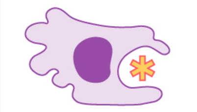 Macrophages are irregular in shape, with a round nucleus.