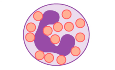 Neutrophils are sparsely filled with large granules and have a regular shape and an irregularly horseshoe-shaped nucleus.