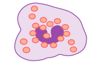 Natural killer cells are irregular in shape and have a horseshoe-shaped nucleus. They are sparsely filled with small granules.