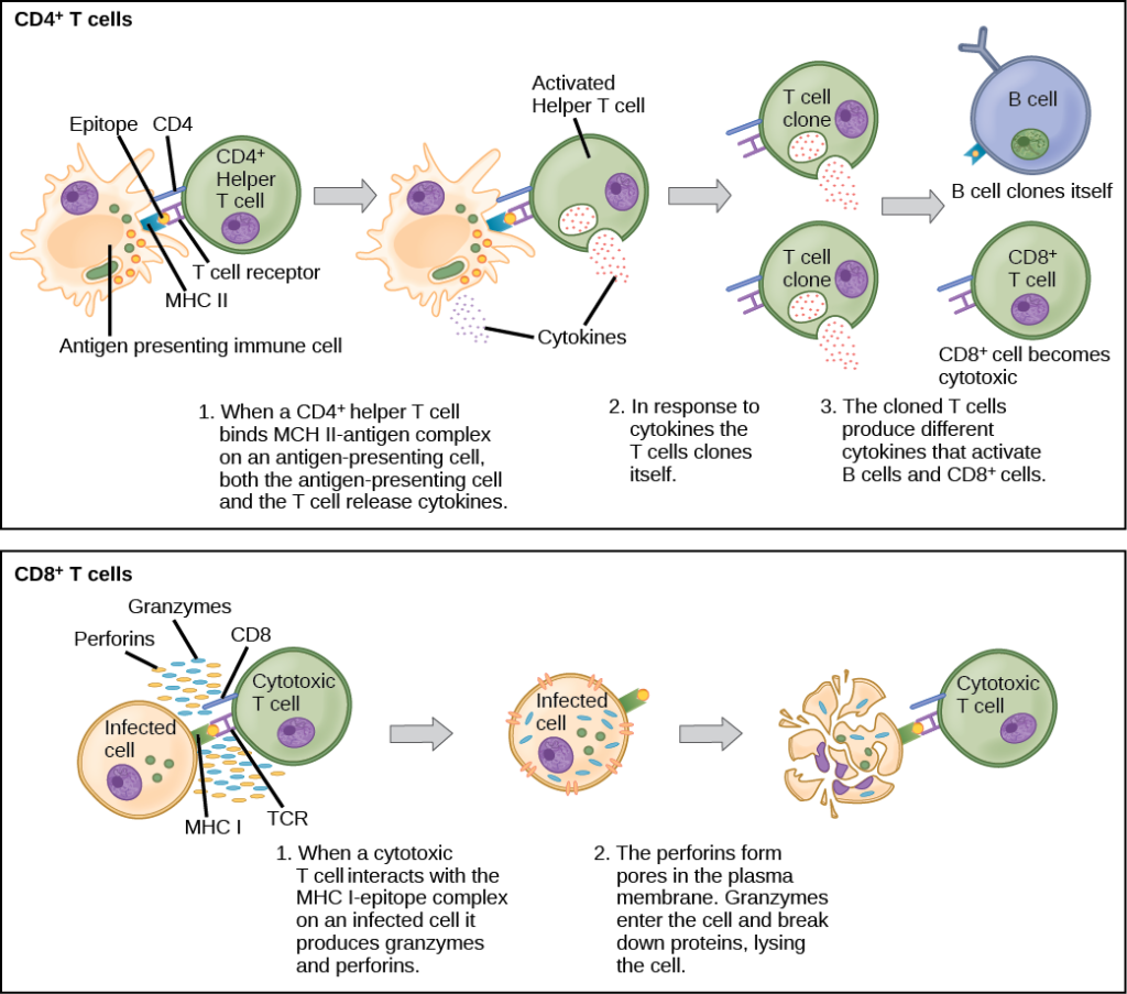 Illustration shows activation of a CD4-plus helper T cell. An antigen-presenting cell digests a pathogen. Epitopes from this pathogen are presented in conjunction with MHC II molecules on the cell surface. A T cell receptor and a CD8 receptor, both on the surface of the T cell, bind the MHC II-epitope complex. As a result, the helper T cell becomes activated and both the helper T cell and antigen-presenting cell release cytokines. The cytokines induce the helper T cell to clone itself. The cloned helper T cells release different cytokines that activate B cells and CD8+ T cells, turning them into cytotoxic T cells. The cytotoxic and binds the MHC I-epitope complex on an infected cell. The cytotoxic T cell then releases perforin molecules, which form a pore in the plasma membrane, and granzymes, which break down proteins, killing the cell.