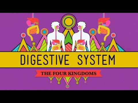 Thumbnail for the embedded element "The Digestive System: CrashCourse Biology #28"