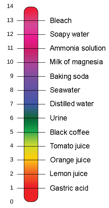 The pH scale measures from 0 to 14, with 0 being acidic, 7 being neutral, and 14 being basic. Along the scale, example substances are given for each pH scale unit. Gastric acid measures as a 1. Lemon juice measures as a 2. Orange juice measures as a 3. Tomato juice measures as a 4. Black coffee measures as a 5. Urine measures as a 6. Distilled water measures as a 7 (a neutral pH). Seawater measures as an 8. Baking soda measures as a 9. Milk of magnesia measures as a 10. An ammonia solution measures as an 11. Soapy water measures as a 12. Bleach measures as a 13.