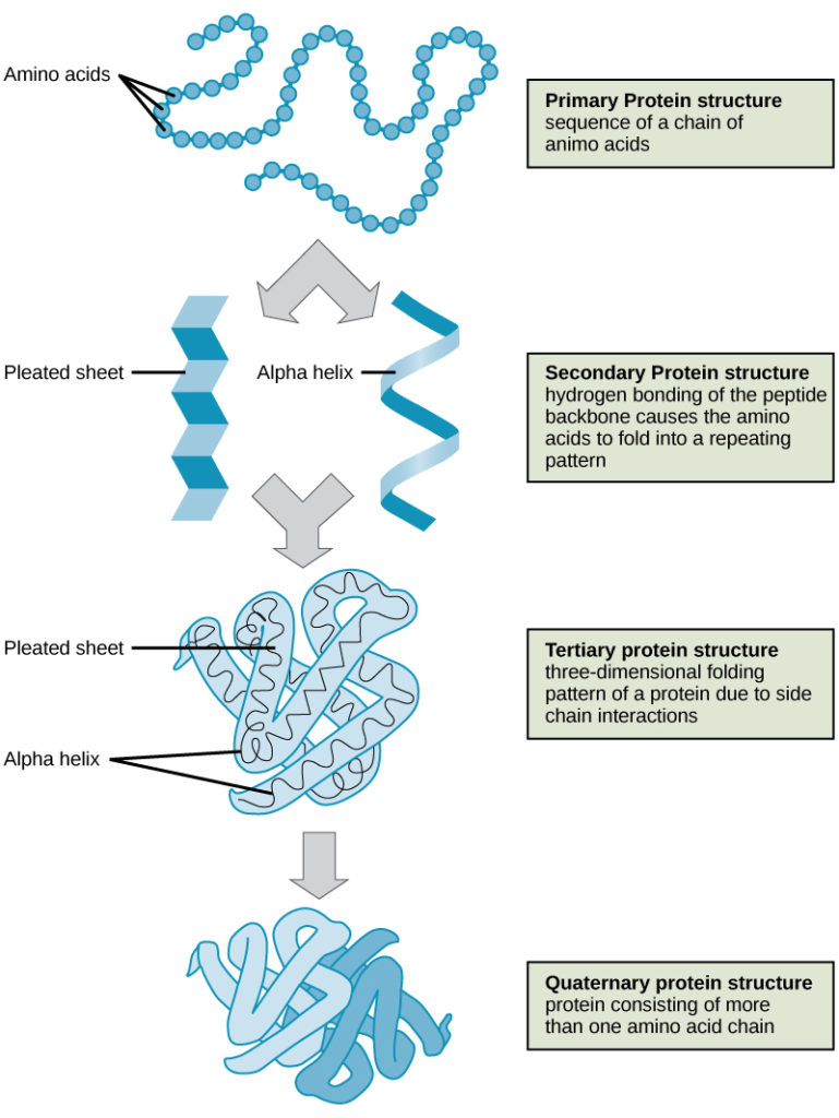 : Protein Structure - Biology LibreTexts