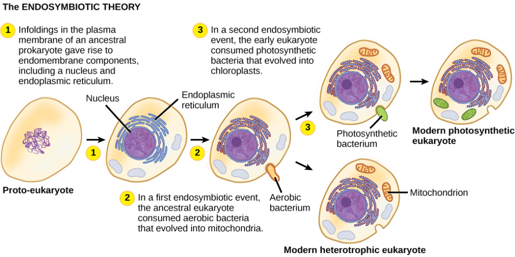 The illustration shows steps that, according to the endosymbiotic theory, gave rise to eukaryotic organisms. In step 1, infoldings in the plasma membrane of an ancestral prokaryote gave rise to endomembrane components, including a nucleus and endoplasmic reticulum. In step 2, the first endosymbiotic event occurred: The ancestral eukaryote consumed aerobic bacteria that evolved into mitochondria. In a second endosymbiotic event, the early eukaryote consumed photosynthetic bacteria that evolved into chloroplasts.