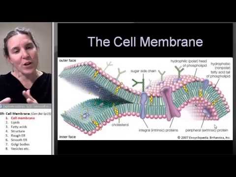 Thumbnail for the embedded element "Cell membrane 1- Intro"