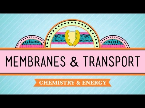 Thumbnail for the embedded element "In Da Club - Membranes & Transport: Crash Course Biology #5"