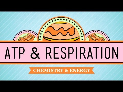 Thumbnail for the embedded element "ATP & Respiration: Crash Course Biology #7"