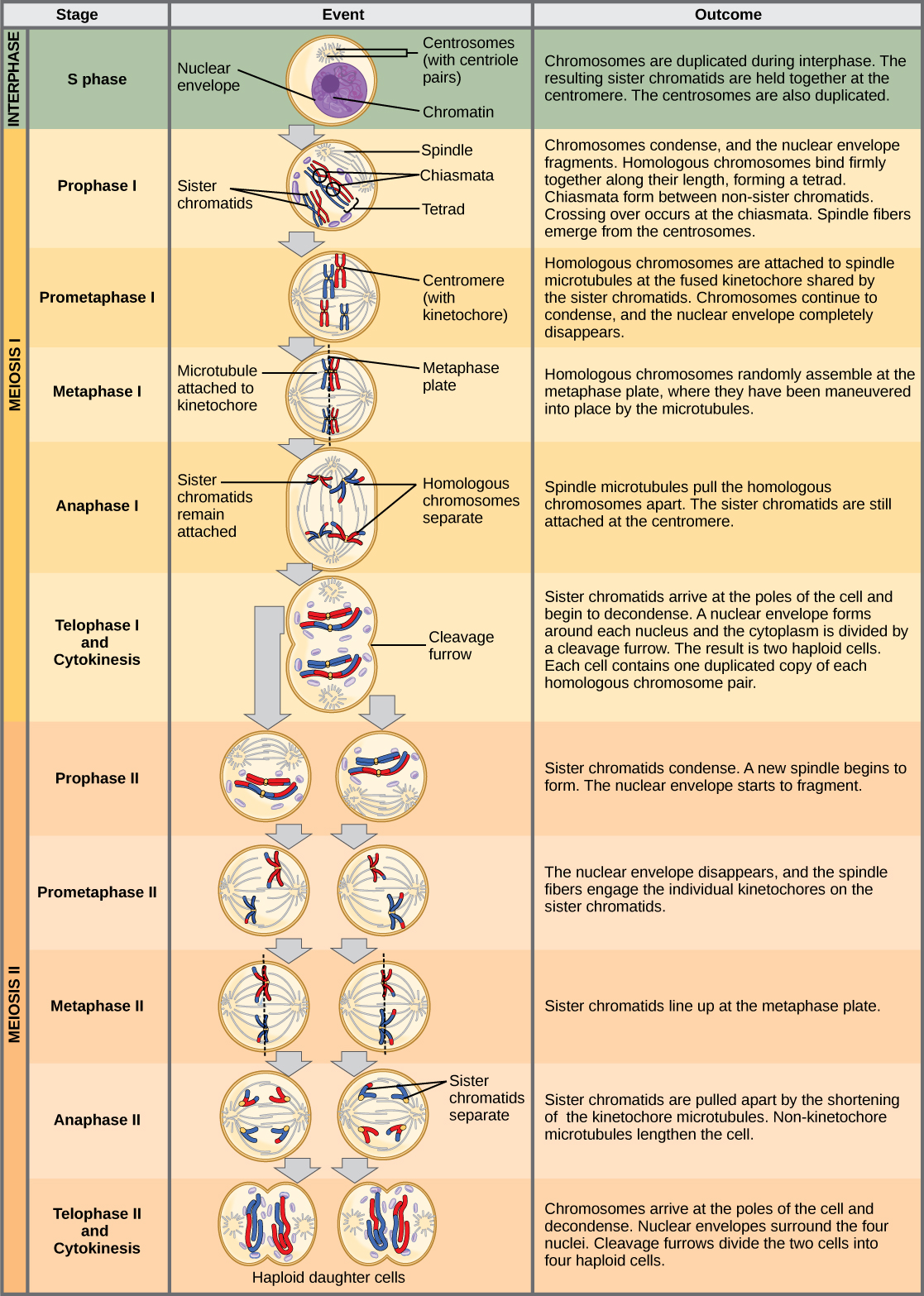 This illustration outlines the stages of meiosis. In interphase, before meiosis begins, the chromosomes are duplicated. Meiosis I then proceeds through several stages. In prophase I, the chromosomes begin to condense and the nuclear envelope fragments. Homologous pairs of chromosomes line up, and chiasmata form between them. Crossing over occurs at the chiasmata. Spindle fibers emerge from the centrosomes. In prometaphase I, homologous chromosomes attach to the spindle microtubules. In metaphase I, homologous chromosomes line up at the metaphase plate. In anaphase I, the spindle microtubules pull the homologous pairs of chromosomes apart. In telophase I and cytokinesis, the sister chromatids arrive at the poles of the cell and begin to decondense. The nuclear envelope begins to form again, and cell division occurs. Meiosis II then proceeds through several stages. In prophase II, the sister chromatids condense and the nuclear envelope fragments. A new spindle begins to form. In prometaphase II, the sister chromatids become attached to the kinetochore. In metaphase II, the sister chromatids line up at the metaphase plate. In anaphase II, the sister chromatids are pulled apart by the shortening spindles. In telophase II and cytokinesis, the nuclear envelope forms again and cell division occurs, resulting in four haploid daughter cells.