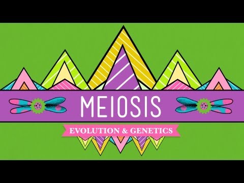 Thumbnail for the embedded element "Meiosis: Where the Sex Starts - Crash Course Biology #13"