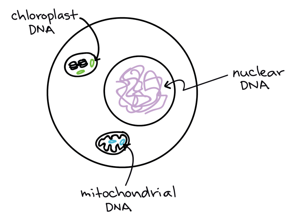Image of a eukaryotic cell, showing the nuclear DNA (in the nucleus), the mitochondrial DNA (in the mitochondrial matrix, and the chloroplast DNA (in the stroma of the chloroplast.