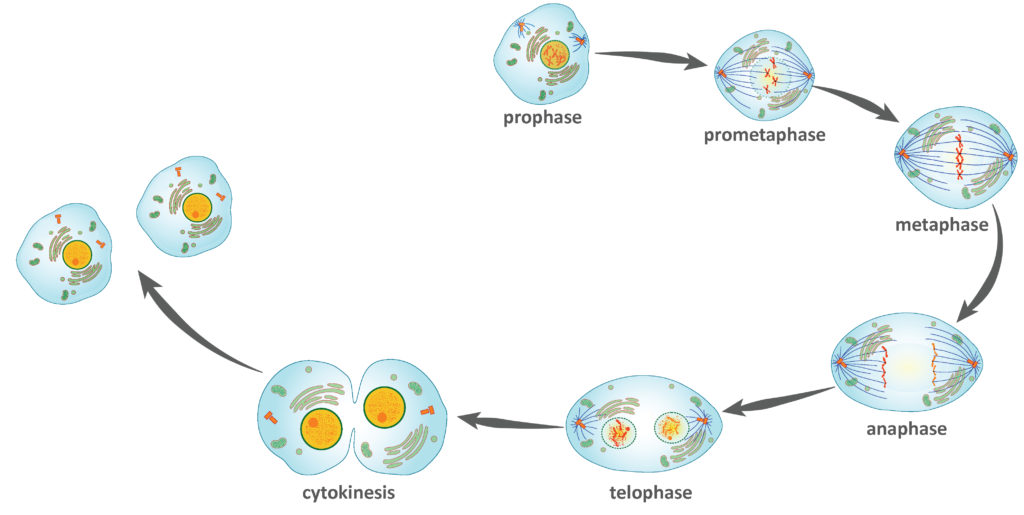 The cell cycle, with each step labelled. The six steps in order are prophase, prometaphase, metaphase, anaphase, telophase, and cytokinesis. Mitosis ends when two daughter cells are produced.
