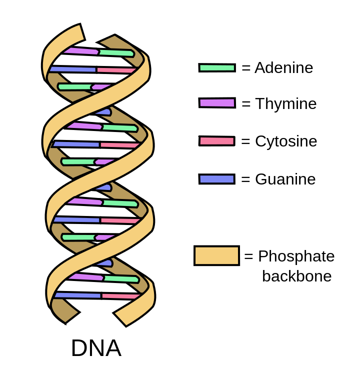 illustration of a segment of DNA. The molecule is composed of two helixes, which spiral in opposite directions from one another. The two helixes are connected by "ladder rungs" of adenine, thymine, cytosine, and guanine.