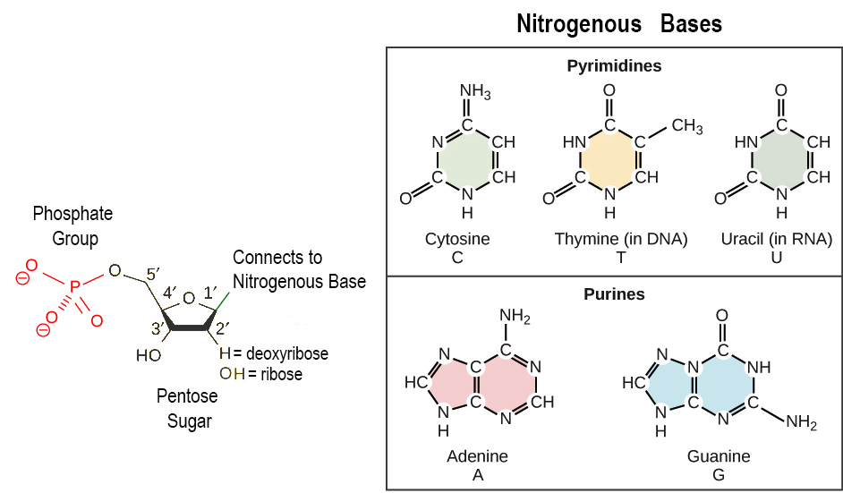 Illustration depicts the structure of a nucleoside, which is made up of a pentose with a nitrogenous base attached at the 1' position. There are two kinds of nitrogenous bases: pyrimidines, which have one six-membered ring, and purines, which have a six-membered ring fused to a five-membered ring. Cytosine, thymine, and uracil are pyrimidines, and adenine and guanine are purines. A nucleoside with a phosphate attached at the 5' position is called a mononucleotide. A nucleoside with two or three phosphates attached is called a nucleotide diphosphate or nucleotide triphosphate, respectively.