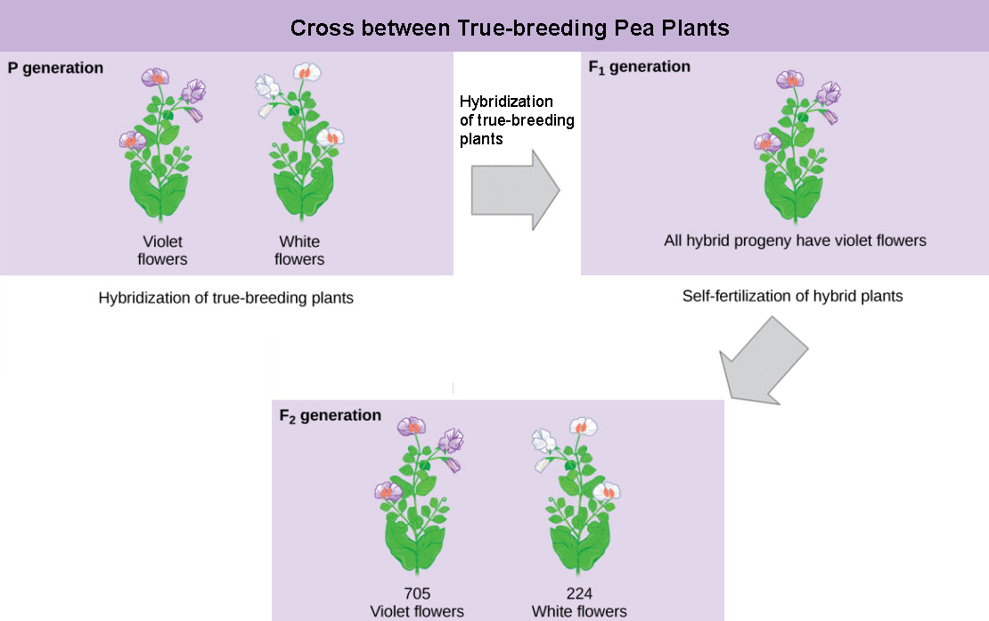 The diagram shows a cross between pea plants that are true-breeding for purple flower color and plants true-breeding for white flower color. This cross-fertilization of the P generation resulted in an F_{1} generation with all violet flowers. Self-fertilization of the F_{1} generation resulted in an F_{2} generation that consisted of 705 plants with violet flowers, and 224 plants with white flowers.