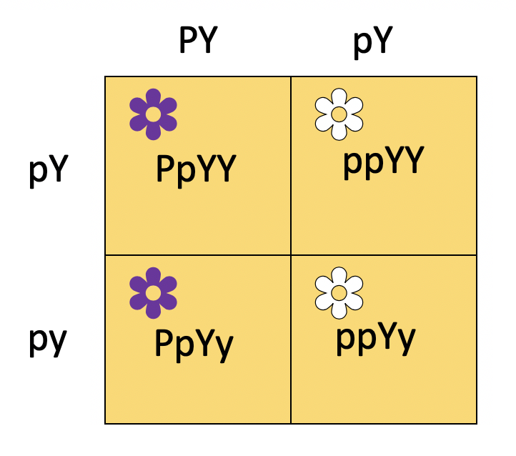 A Punnett square with two columns and two rows. The two columns are labeled PY(both uppercase) and pY(lowercase p and uppercase Y). The two rows are labeled pY(lowercase p and uppercase Y) and py(both lowercase). The top left cell is heterozygous P, homozygous uppercase Y, and a purple flower. The top right cell is homozygous lowercase p, homozygous uppercase Y, and a white flower. The bottom left cell is heterozygous P, heterozygous Y, and a purple flower. The bottom right cell is homozygous lowercase p, heterozygous Y, and a white flower. The entire table is colored yellow.