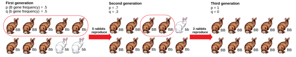 A population has 10 rabbits. 2 of these rabbits are homozygous dominant for the B allele and have brown coat color. 6 are heterozygous and also have brown coat color. Two are homozygous recessive and have white coat color. The frequency of the capital B allele, p, is .5 and the frequency of the small b allele, q, is also .5.Only 5 of the rabbits, including 2 homozygous dominant and 3 heterozygous individuals, produce offspring. 5 of the resulting offspring are homozygous dominant, 4 are heterozygous, and 1 is homozygous recessive. The frequency of alleles in the second generation is p=.7 and q=.3. Only 2 rabbits in the second generation produce offspring, and both of these are homozygous dominant. As a result, the recessive small b allele is lost in the third generation, and all of the rabbits are heterozygous dominant with brown coat color.