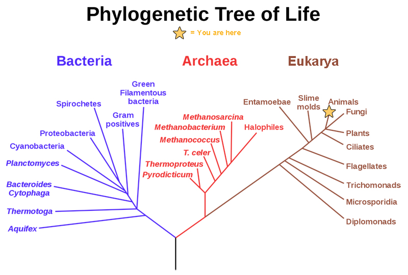 A rooted phylogenetic tree resembles a living tree, with a common ancestor indicated as the base of the trunk. Two branches form from the trunk. The left branch leads to the domain Bacteria. The right branch branches again, giving rise to Archaea and Eukarya. Smaller branches within each domain indicate the groups present in that domain.