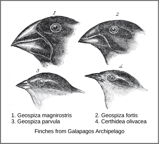 Illustration shows four different species of finch from the Galápagos Islands. Beak shape ranges from broad and thick to narrow and thin.