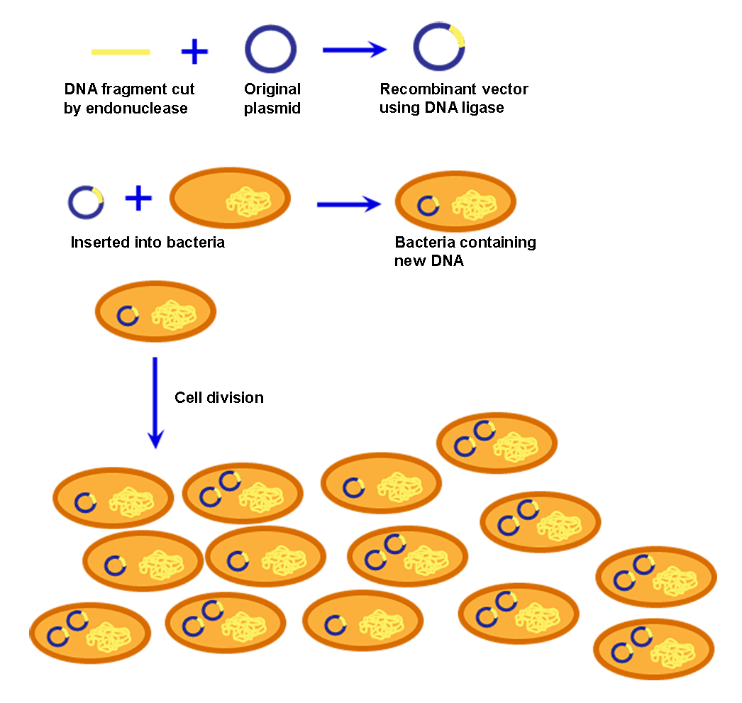 13.5: Cloning - Biology LibreTexts