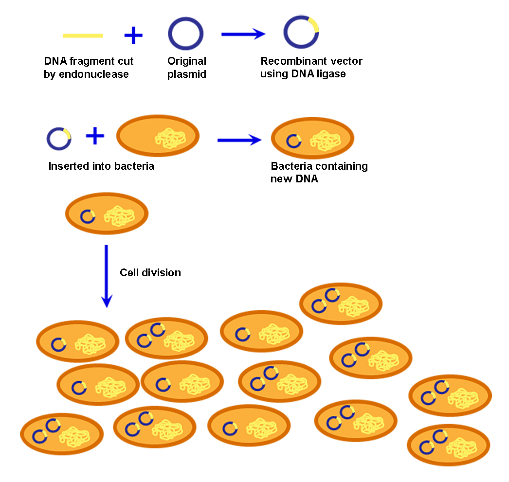 Figure illustrates the steps in cellular cloning. First a DNA fragment, which has been cut by endonuclease is combined with a plasmid to create a recombinant vector, using DNA ligase. The recombinant vector is inserted into a bacteria. The bacteria then asexually reproduces through cell division. When the bacteria reproduces, it also clones the recombinant vector, alongside its own DNA.